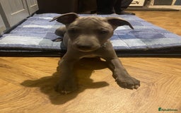 Whippet dogs for sale: One boy left! Blue whippet Puppies - Image 23