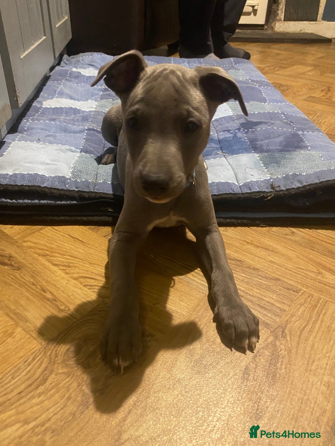 Whippet dogs for sale: One boy left! Blue whippet Puppies - Image 23