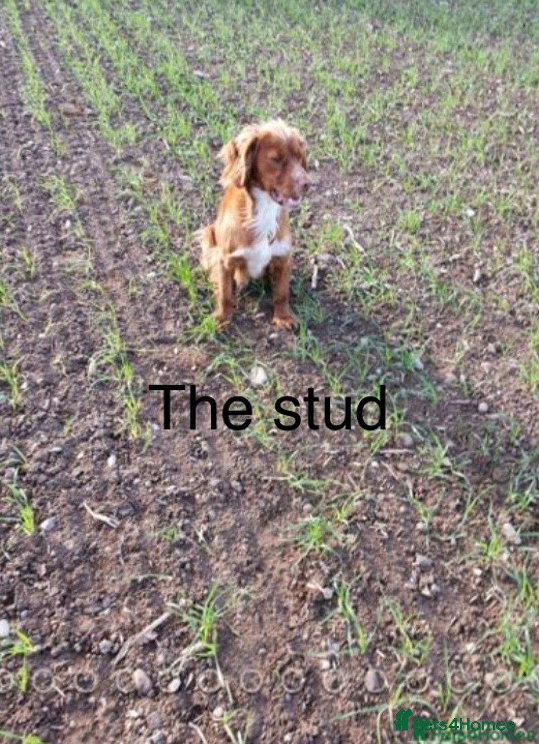 Cocker Spaniel dogs for sale: Beautiful cocker spaniels  - Advert 12