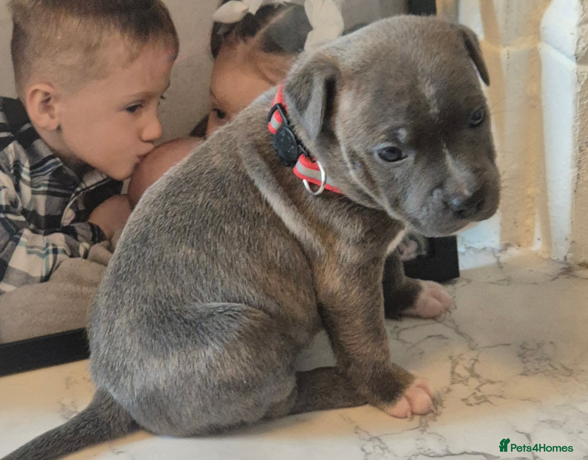 Staffordshire Bull Terrier dogs 5 staffordshire bull terrier puppies  - Advert 18