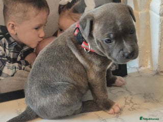 Staffordshire Bull Terrier dogs 5 staffordshire bull terrier puppies - Advert 2