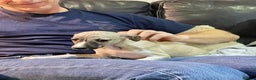 Whippet dogs for sale: AVAILABLE Kc reg healthy, sweet, gentle whippets - Advert 10