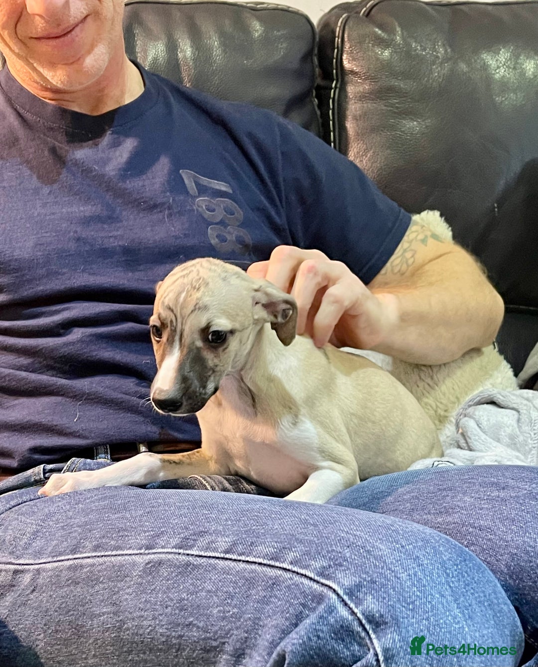 Whippet dogs for sale: AVAILABLE Kc reg healthy, sweet, gentle whippets - Advert 10