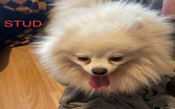 Pomeranian dogs for sale: Beautiful Pomerian Puppy’s  - Image 12