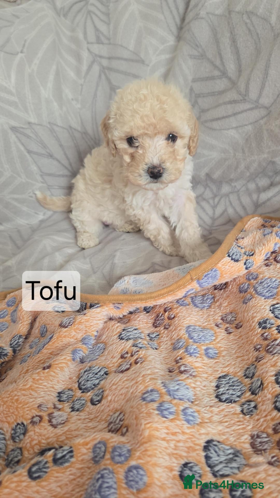 Mixed Breed dogs Beautiful cavachon x cockapoo puppies for sale - Advert 17
