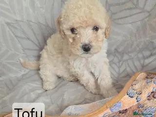 Mixed Breed dogs Beautiful cavachon x cockapoo puppies for sale - Advert 1