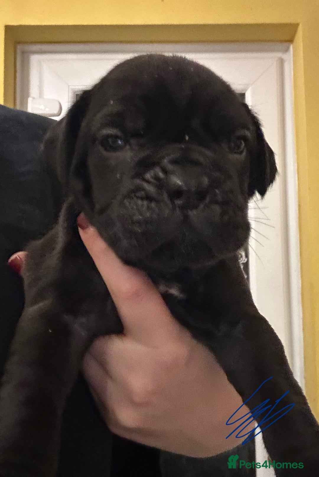Cane Corso dogs for sale: Beautiful Cane Corso Puppies  - Advert 7