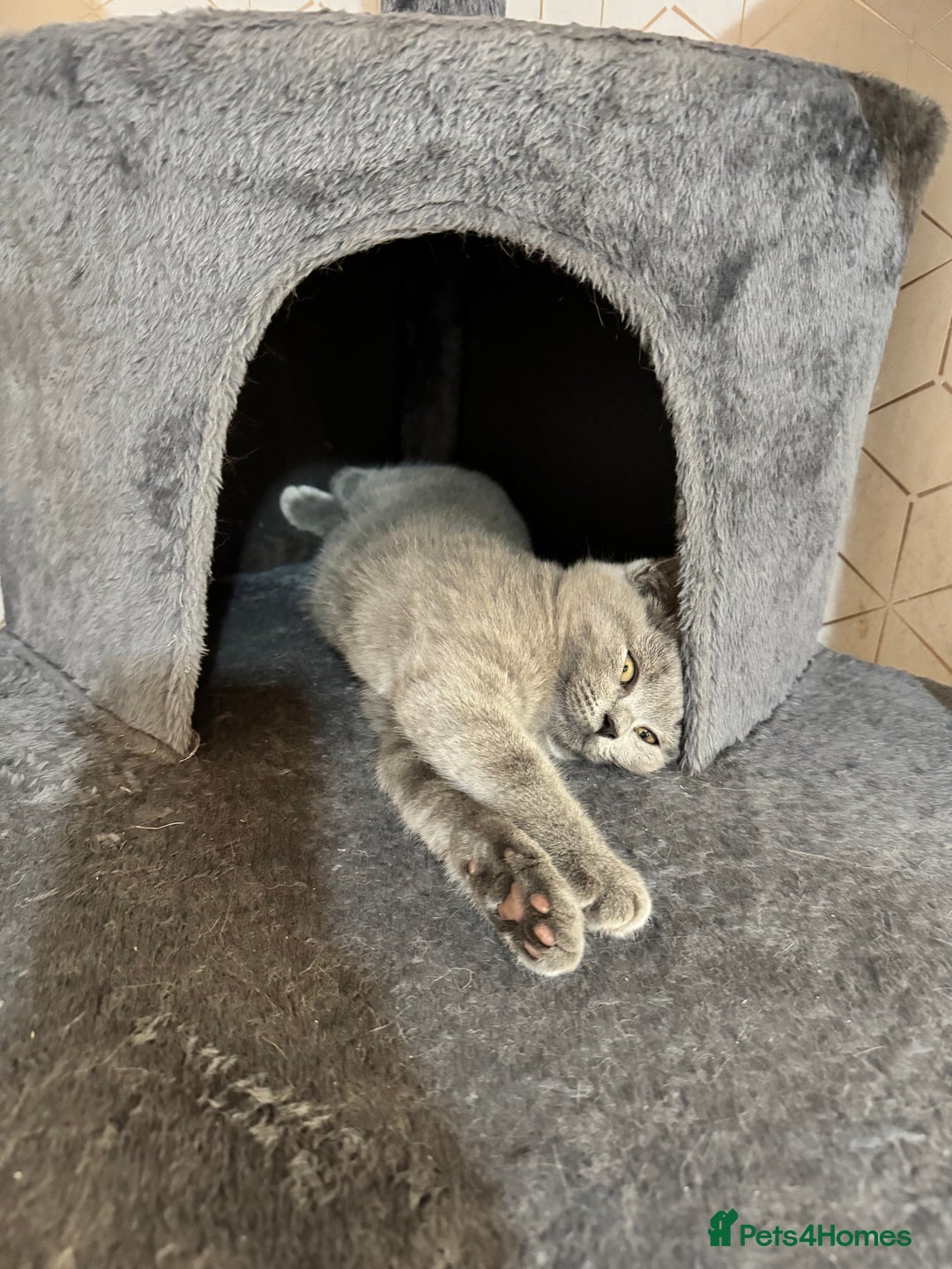 British Shorthair cats for sale: lovely BSH kittens for sale - 2 girls left in Livingston - Image 11