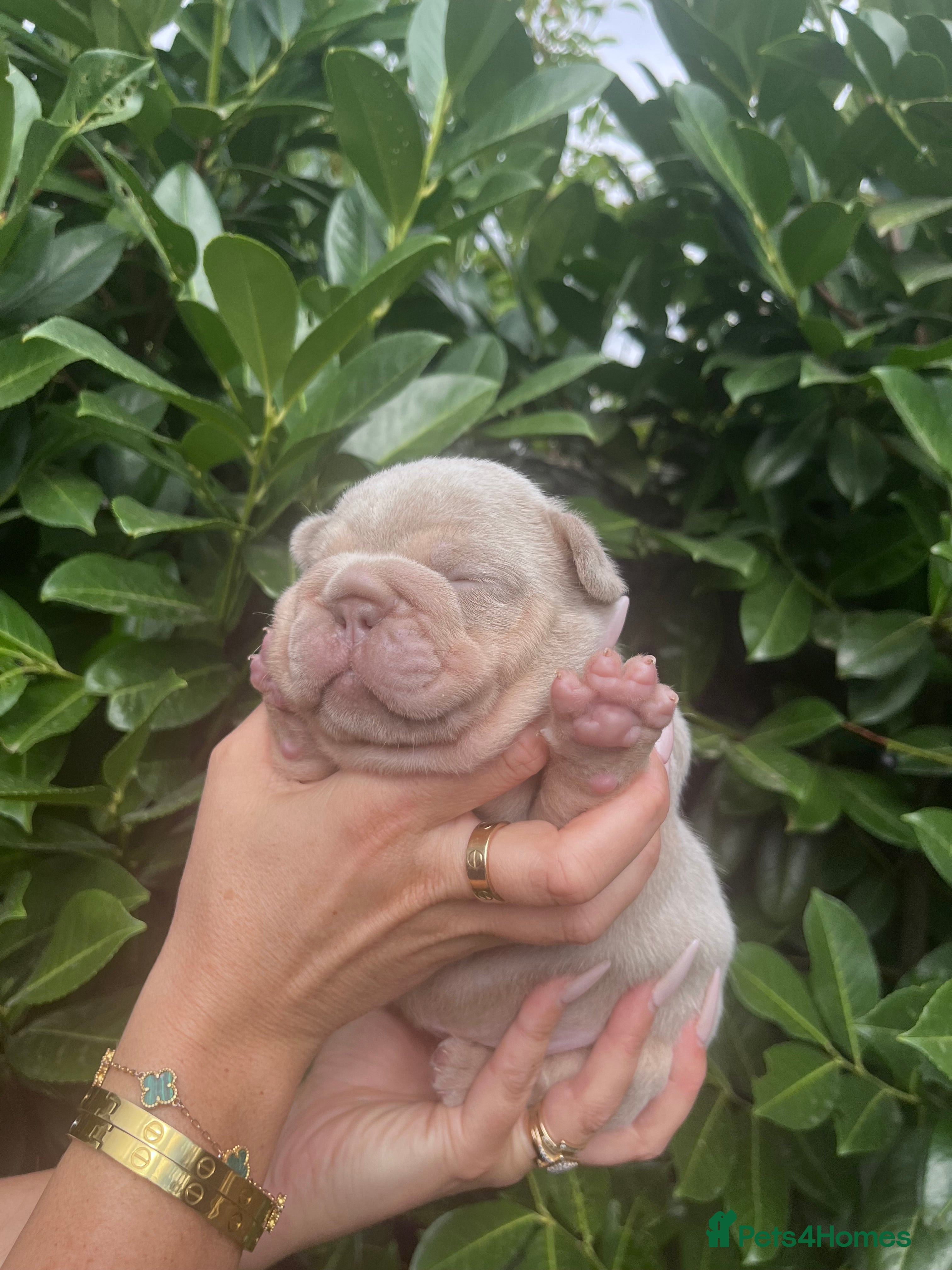 French Bulldog dogs French bulldog puppies  - Advert 10