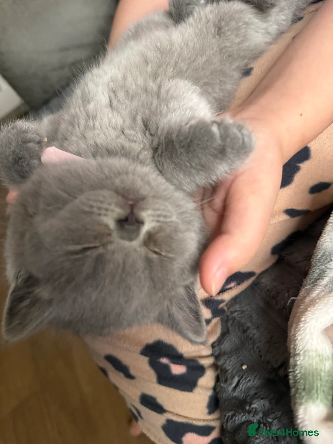 British Shorthair cats for sale: 100% Pure Pedigree Champion line Bsh Reg. Kitten - Advert 8