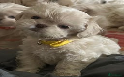 Shih Tzu dogs for sale: Lavender White Imperial Shih Tzu Puppies - Image 11