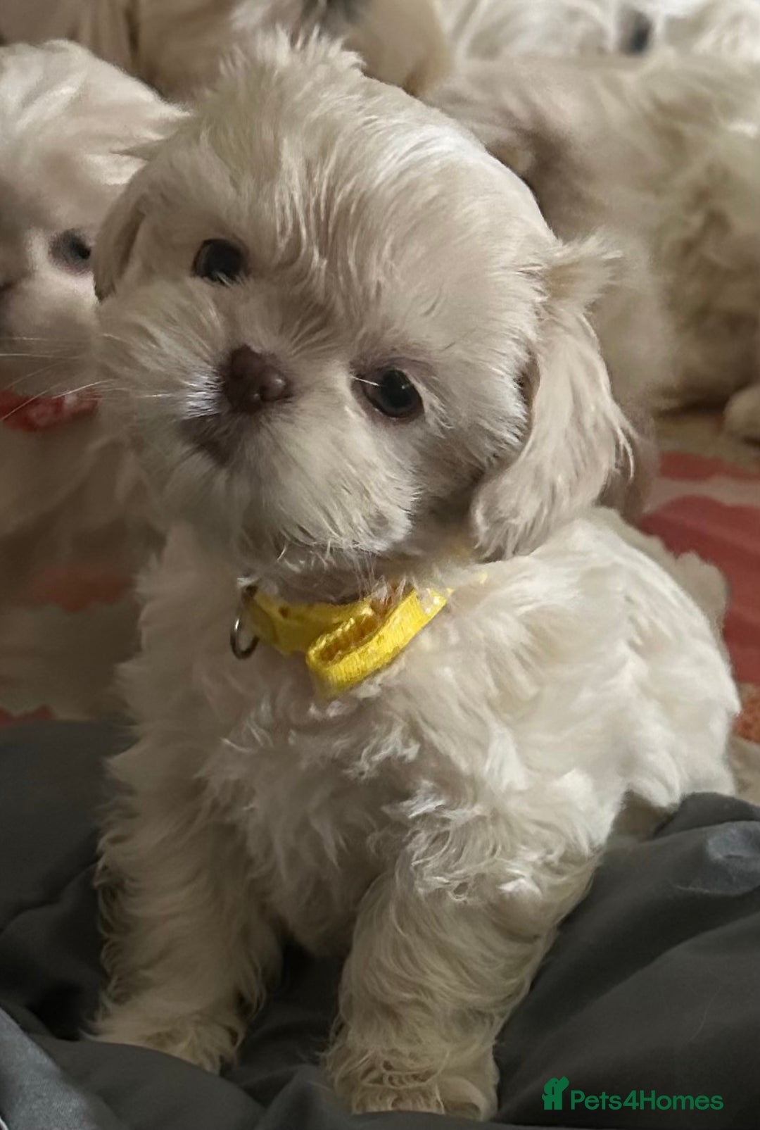 Shih Tzu dogs for sale: Lavender White Imperial Shih Tzu Puppies - Image 11