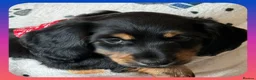 Miniature Dachshund dogs for sale: 💥REDUCED!💥 LAST 2 KC Mini Long haired Dachshund - Advert 10