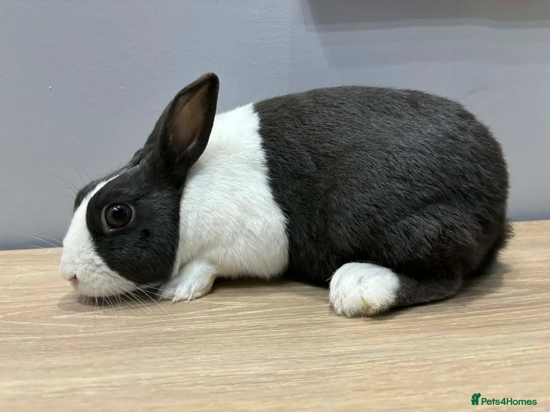 Dutch rabbits for sale: Dutch rabbit  in Newark - Advert 2