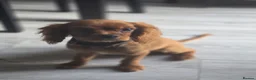 Cavalier King Charles Spaniel dogs for sale: Lovely little boy kc cavalier puppy  - Advert 2