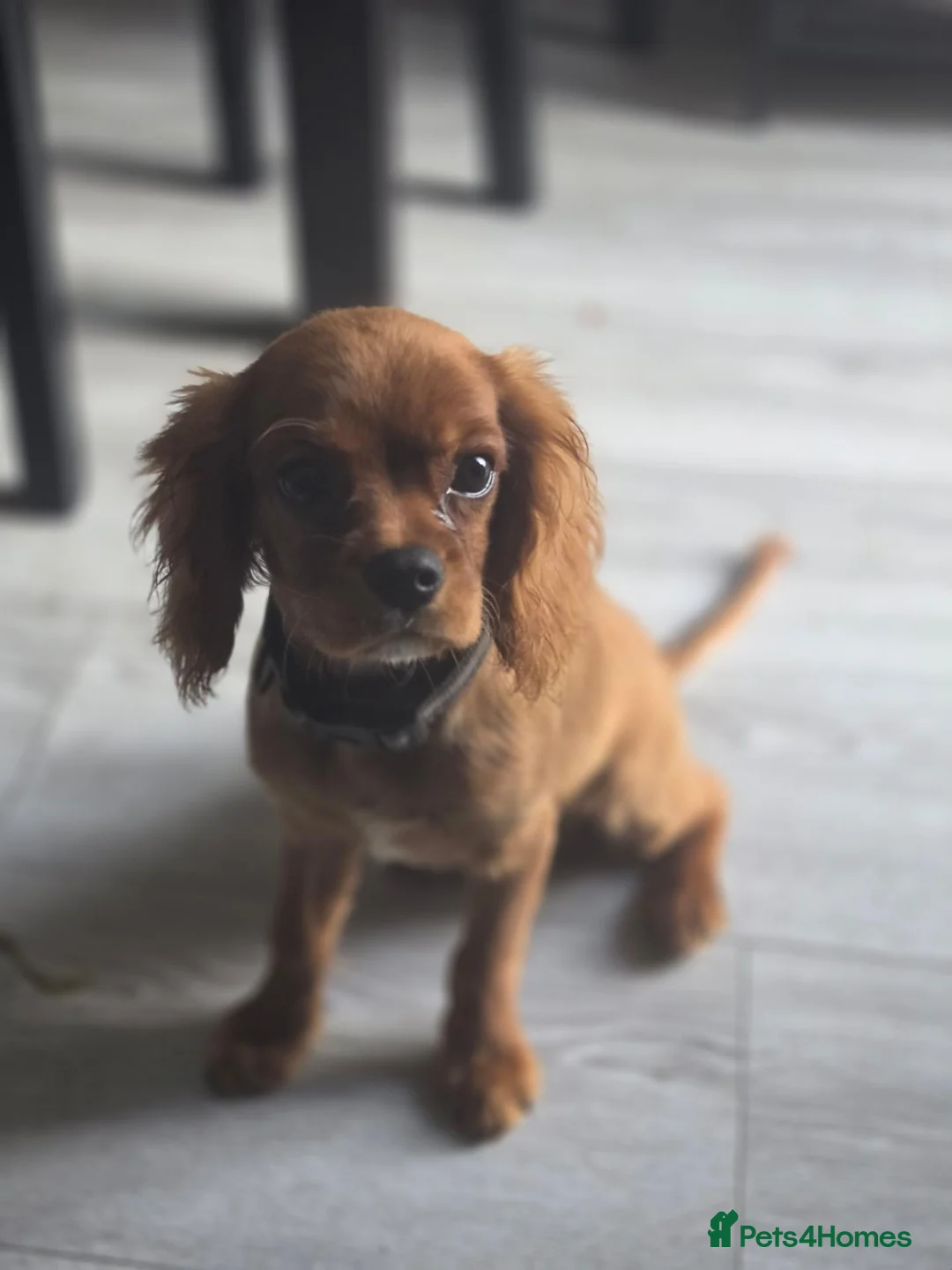 Cavalier King Charles Spaniel dogs for sale: Lovely little boy kc cavalier puppy  - Advert 2