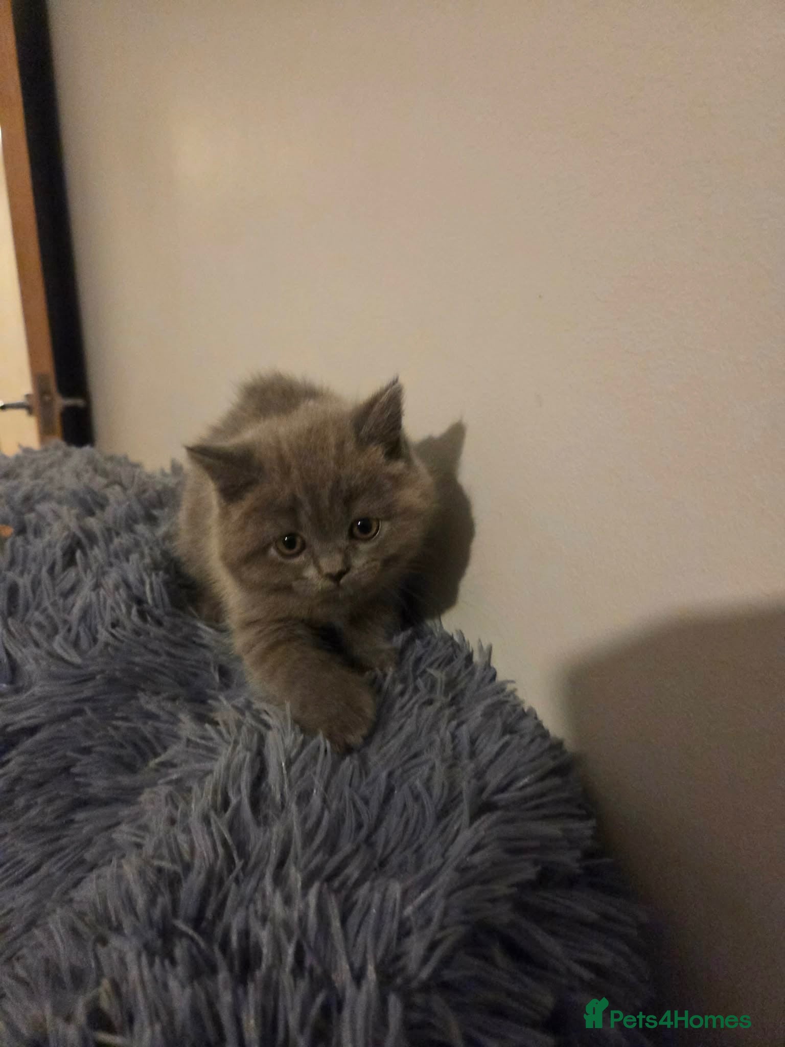 British Shorthair cats Beautiful British blue Shorthair  - Advert 2