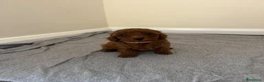 Miniature Poodle 4