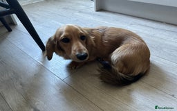 Miniature Dachshund dogs for sale: Long haired miniature dachshund  - Image 5