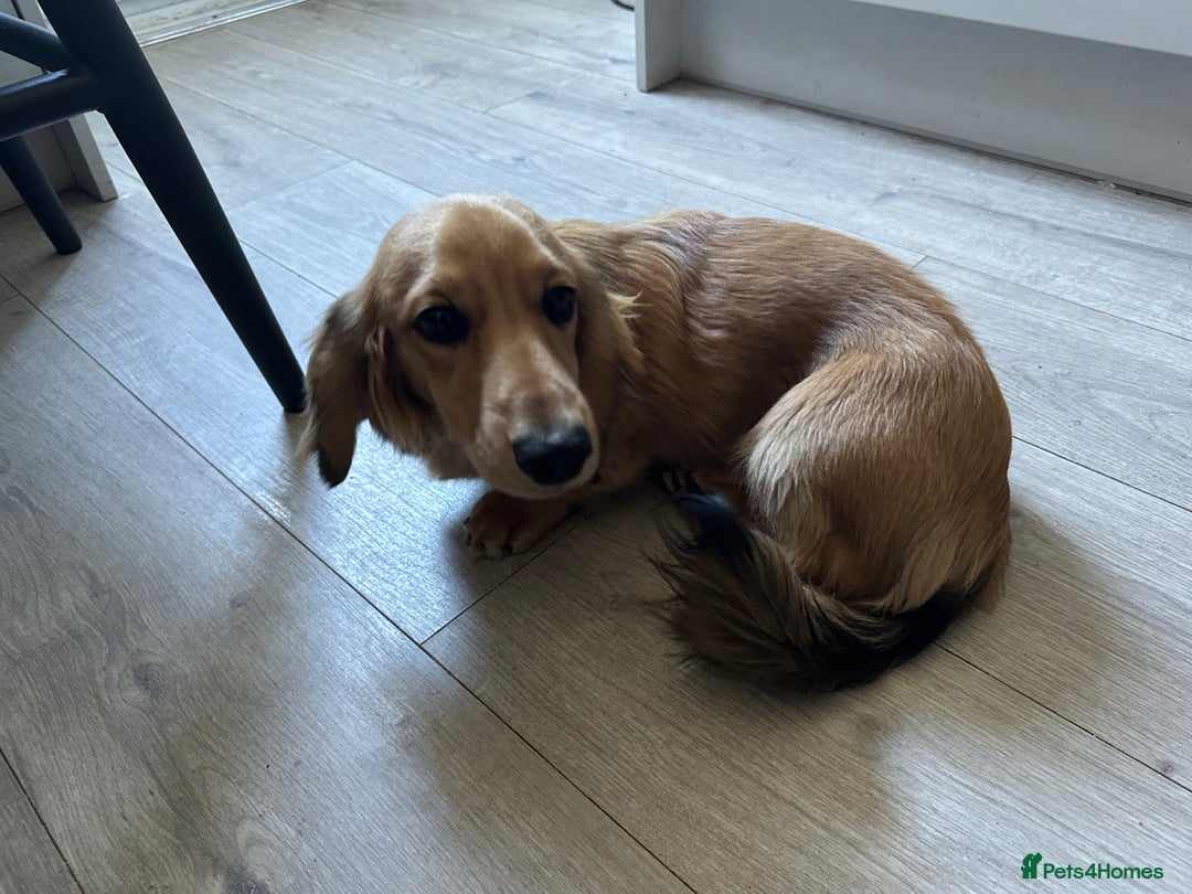 Miniature Dachshund dogs for sale: Long haired miniature dachshund  - Image 5