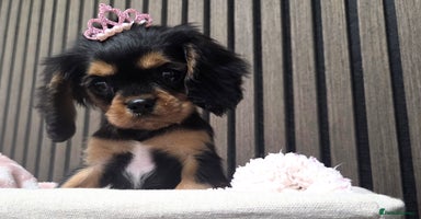 Cavalier King Charles Spaniel dogs - Advert 8
