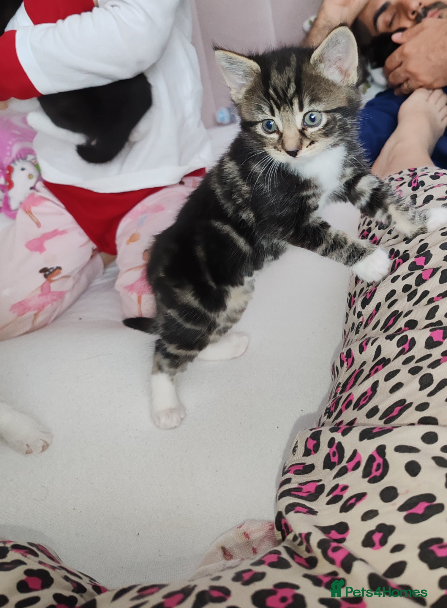 Mixed Breed cats Lovely kittens  - Advert 5