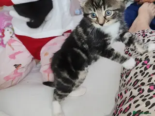 Mixed Breed cats Lovely kittens - Advert 5