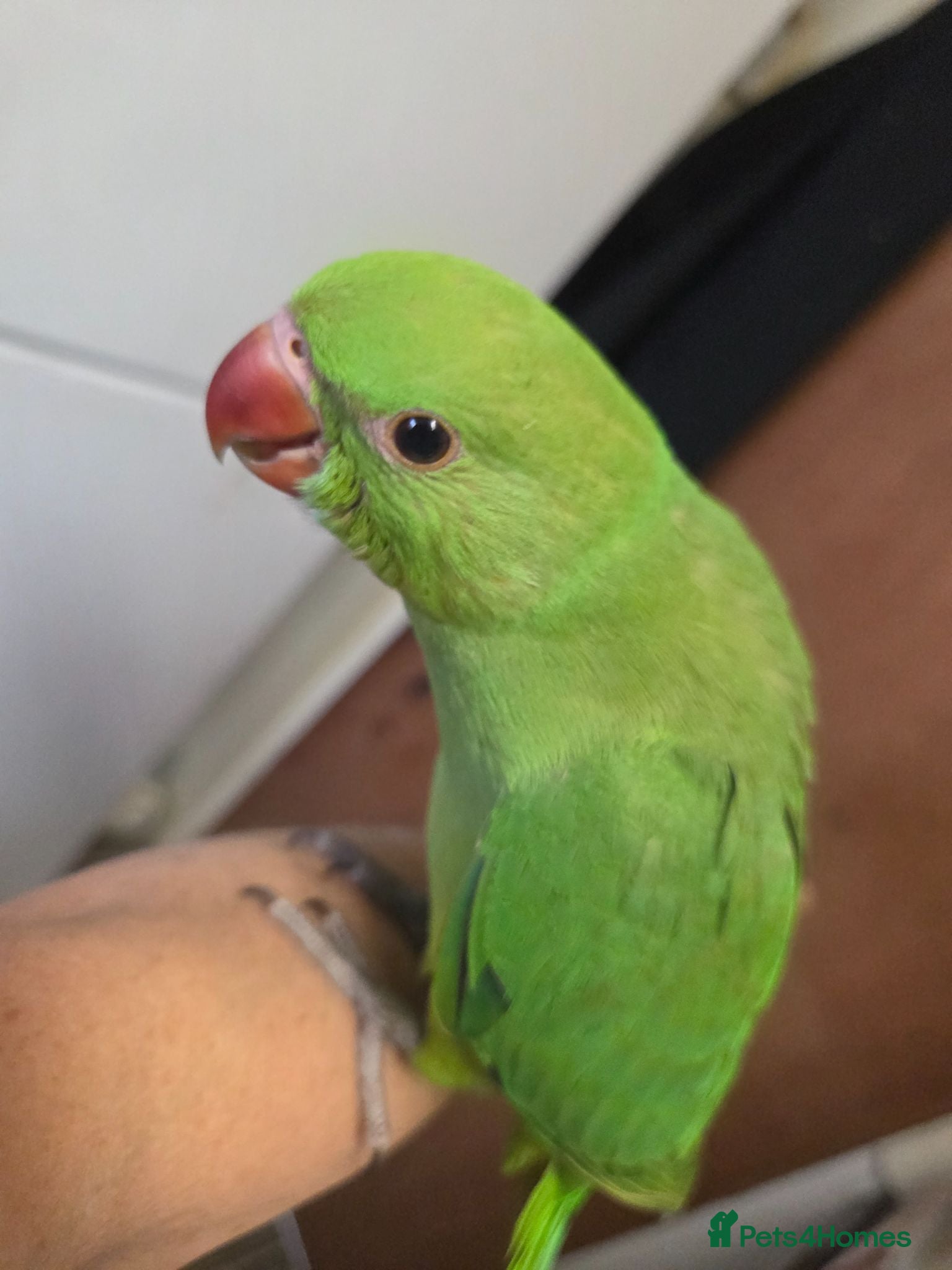 Ringnecks birds Hand-Reared Baby Indian Ringnecks for Sale  - Advert 2