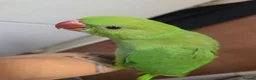 Ringnecks birds for sale: Hand-Reared Baby Indian Ringnecks for Sale  - Advert 4