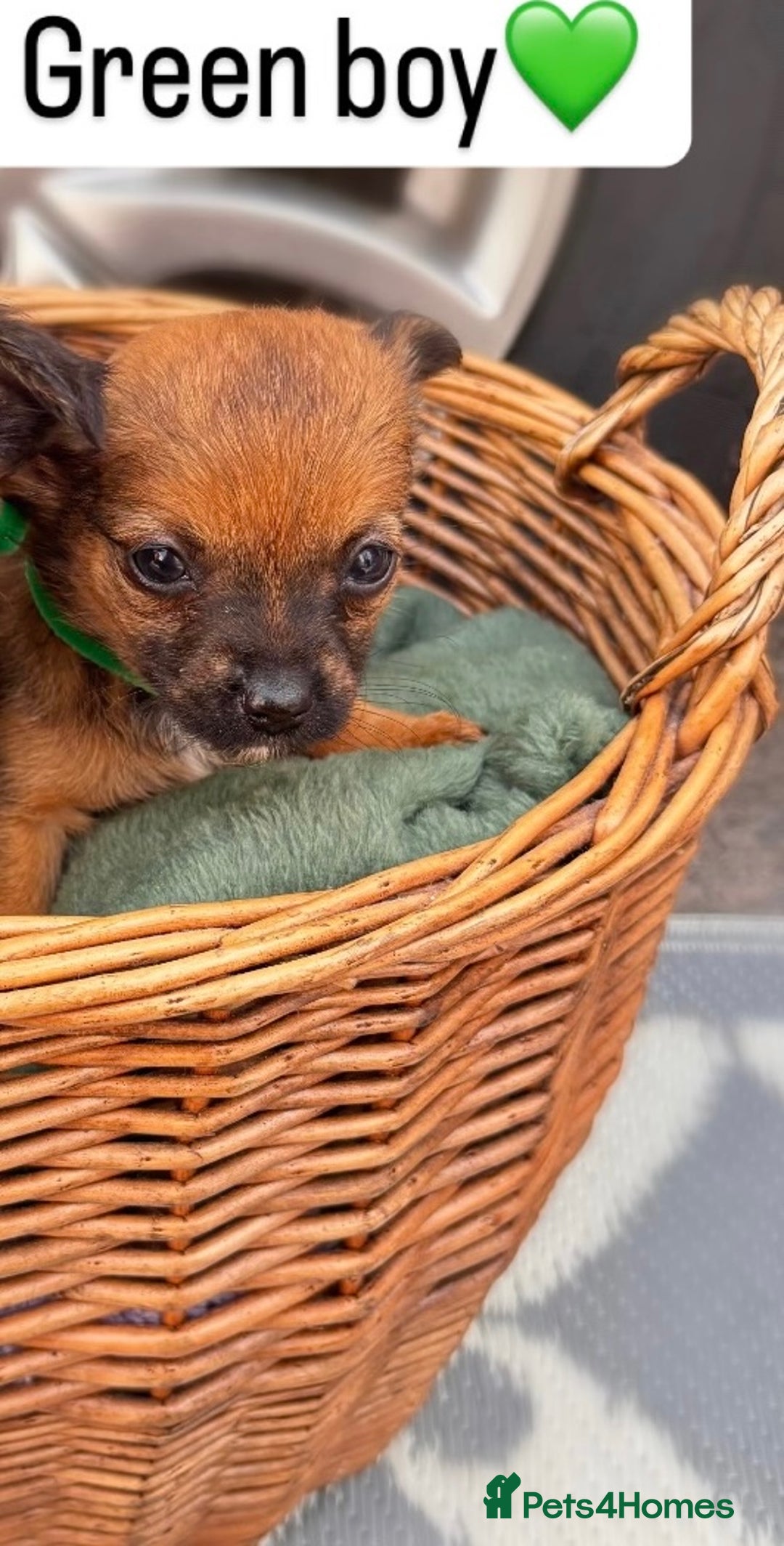 Cairn Terrier dogs for sale: Cairn terrier puppies  - Image 3