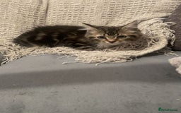 Mixed Breed cats for sale: 2 beautiful boys looking for forever home - Image 1