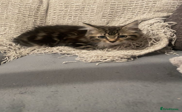Mixed Breed cats - Advert 12