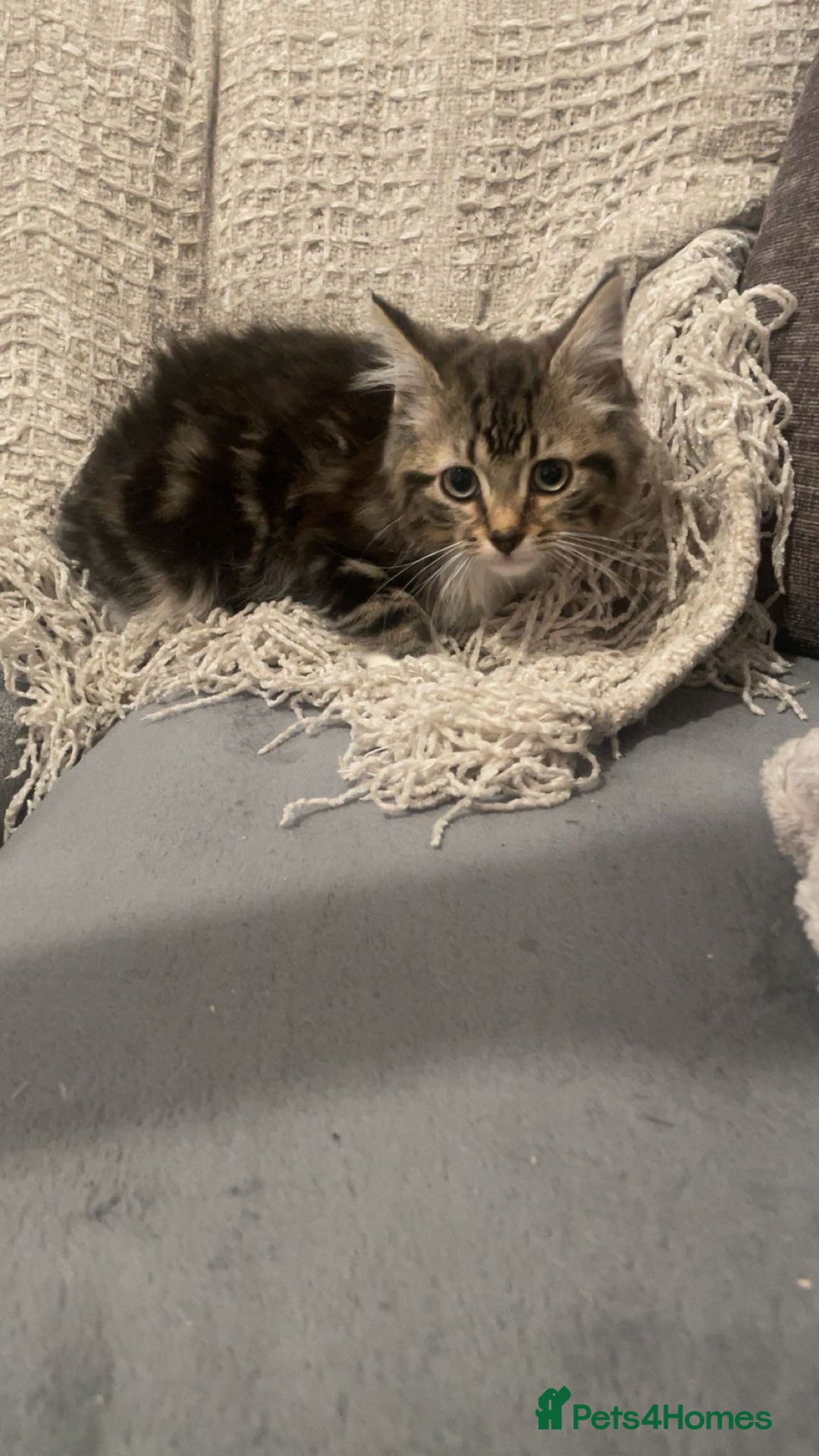 Mixed Breed cats for sale: 2 beautiful boys looking for forever home - Image 1