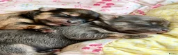 Chorkie dogs for sale: Miniature Chorkie Boys - Advert 3