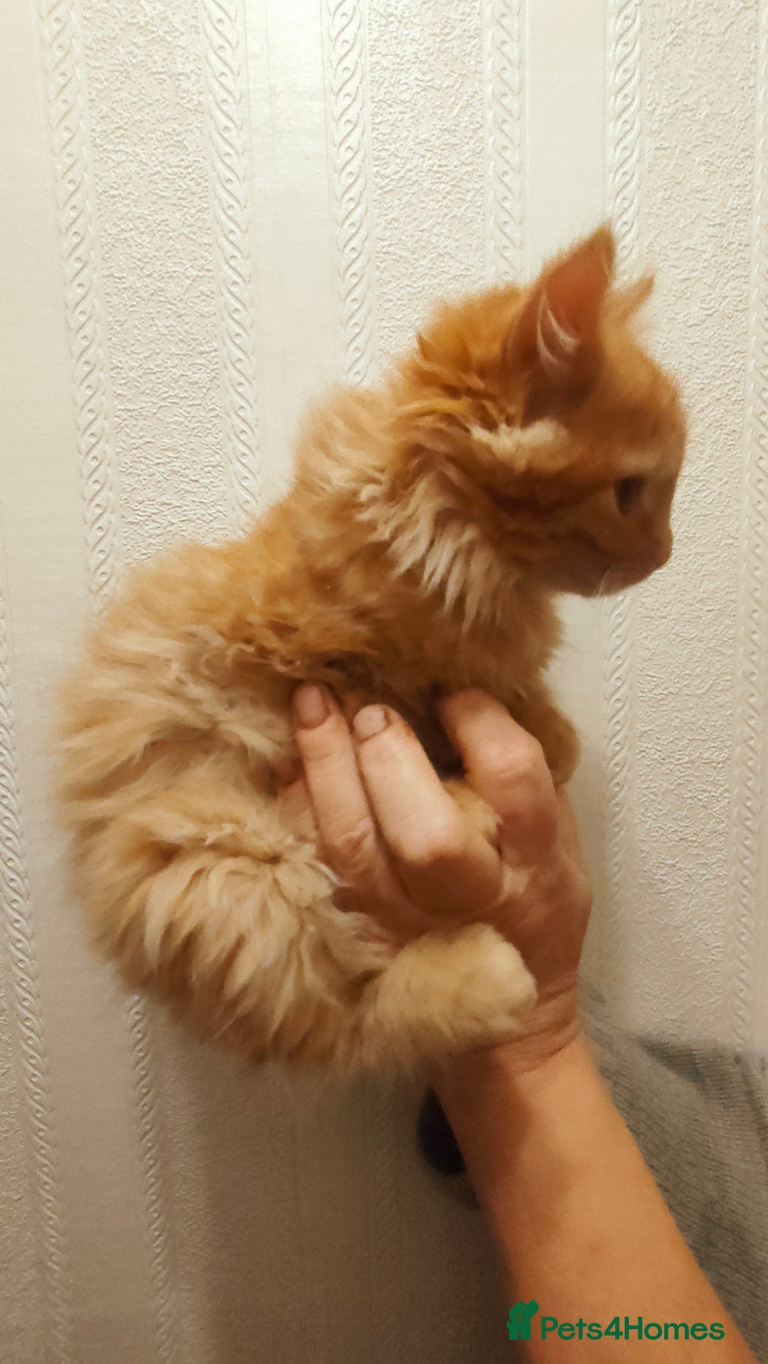 Mixed Breed cats for sale: 3 beautiful kittens available  - Image 5