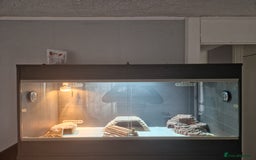 Bearded Dragon reptiles for sale: Red leatherback hypo bearded dragon and vivariums  - Image 10