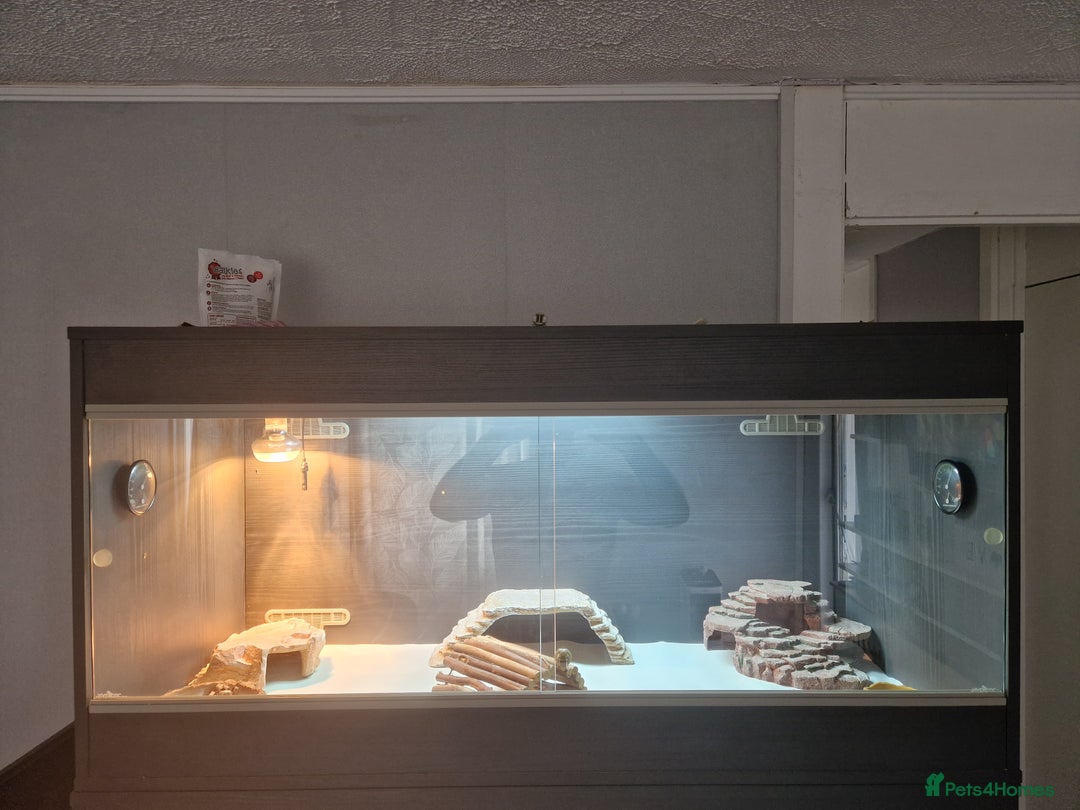 Bearded Dragon reptiles for sale: Red leatherback hypo bearded dragon and vivariums  - Image 10
