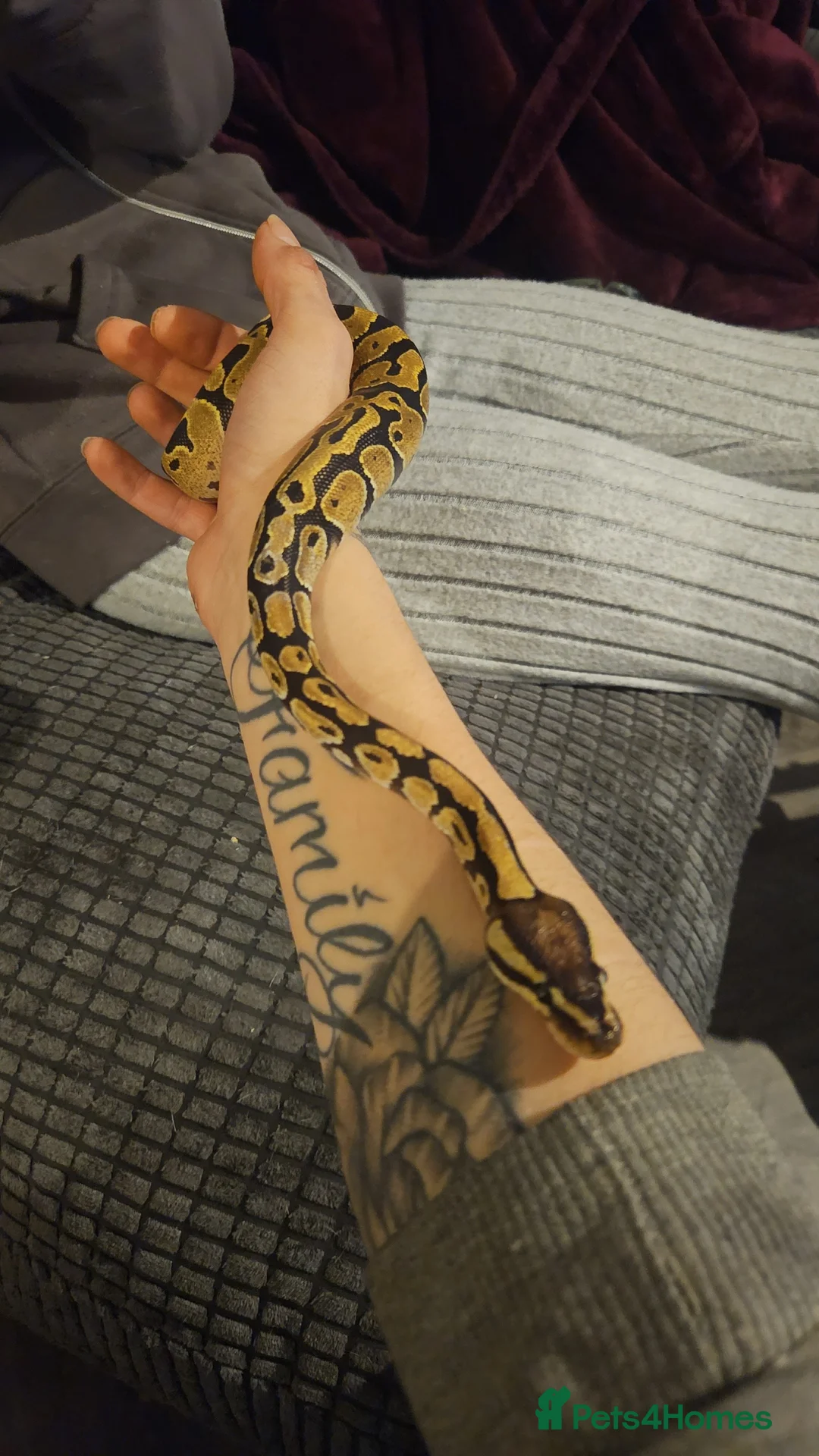Python Snake reptiles for sale: Fire het desert ghost royal python with full setup - Advert 2