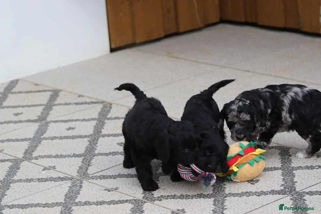 Cockapoo dogs for sale: F1 Cockapoo puppies for sale - Advert 22