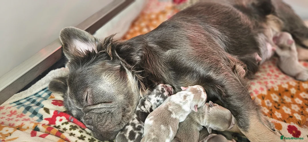 French Bulldog dogs for sale: Stunning Full Fluffy's! 😁 - Advert 1