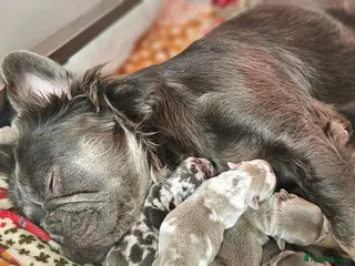 French Bulldog dogs Stunning Full Fluffy's! 😁 - Advert 1