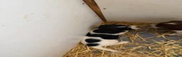 Cocker Spaniel dogs for sale: Cocker spaniel pups  - Advert 17