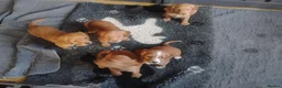 Cocker Spaniel dogs for sale: COCKER SPANIEL KC REG FULLY HEALTH TESTED PARENTS  - Advert 3