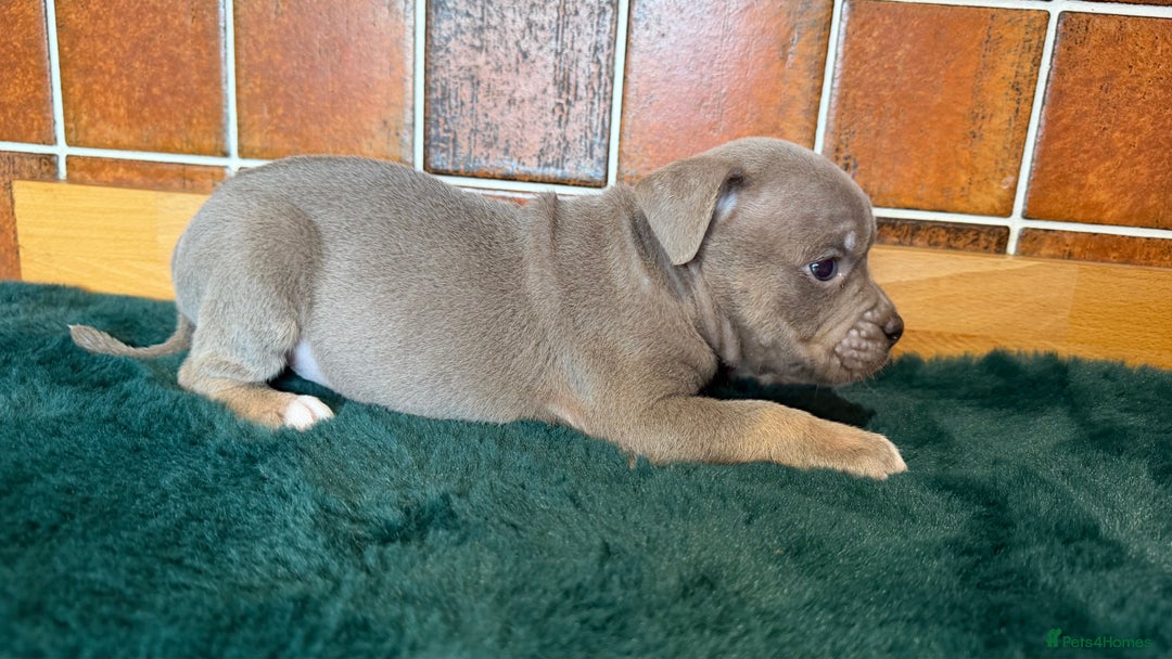 Olde English Bulldogge dogs for sale: Old English Bulldog PUPPIES 👀‼️ - Advert 10