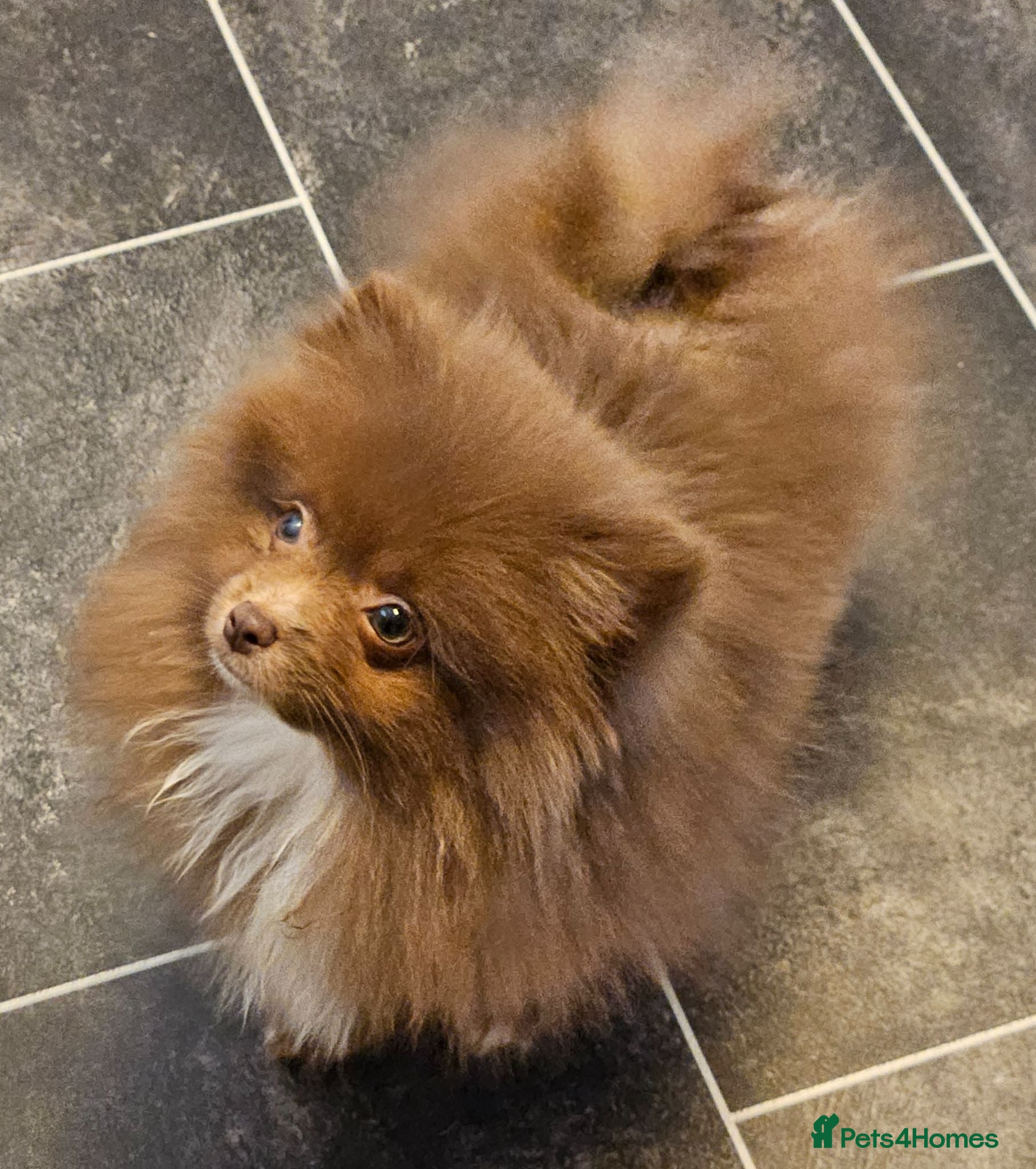Pomeranian dogs READY TO LEAVE NOW Beautiful Boy KC pomeranian Pup - Advert 1