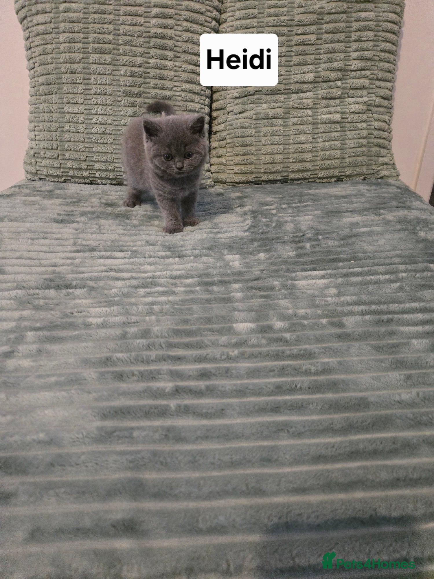British Shorthair cats GCCF Registered Pedigree British Shorthair Kittens - Advert 2