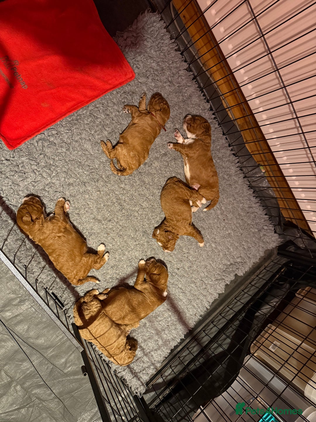 Australian Labradoodle dogs for sale: 5* Health tested Australian Labradoodles - Image 6