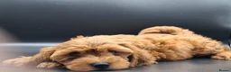 Cavapoo dogs for sale: Stunning Micro Asian Poodle x Cavapoo F1B puppies - Advert 28