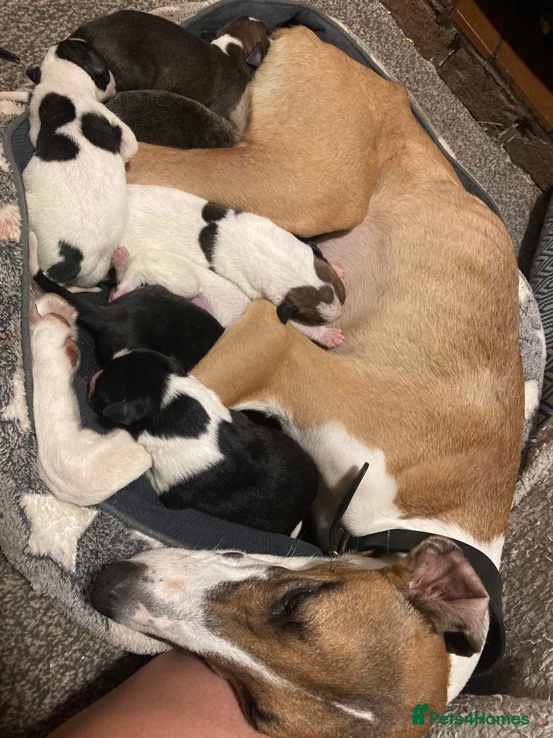 Lurcher dogs for sale: Eight gorgeous mix breed pups - Image 22