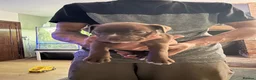 Mixed Breed dogs for sale: Bull staffy puppies - Advert 11